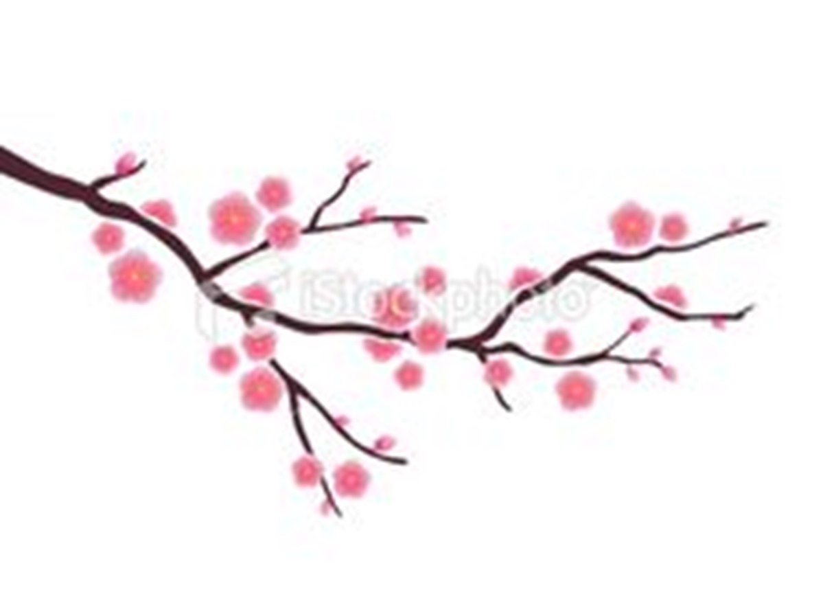 Cherry Blossom Drawing | Best Images Collections HD For Gadget ...