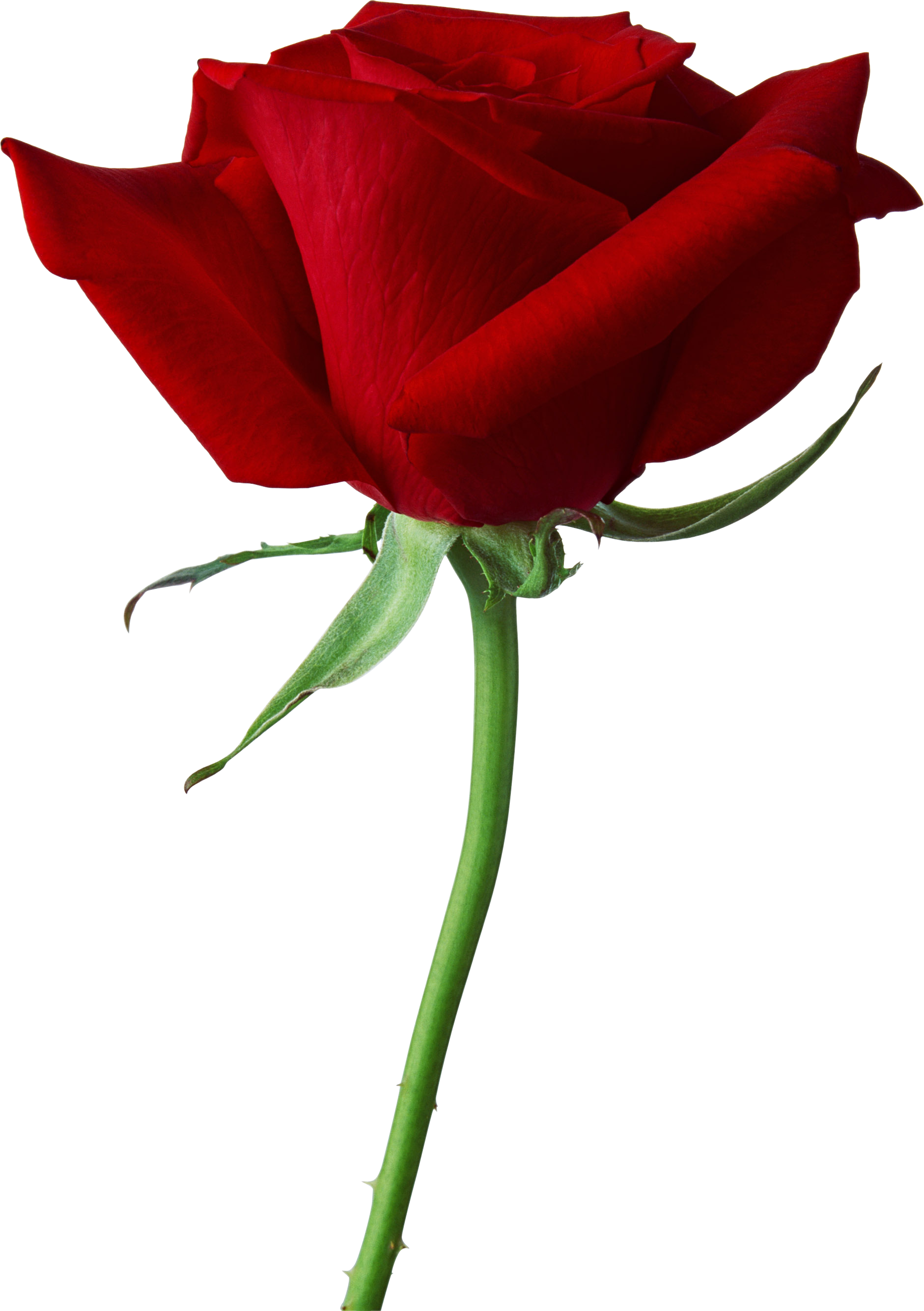 44 High Quality Rose Wallpapers | Full HD Pictures