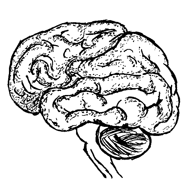 Brain Line Drawing - ClipArt Best