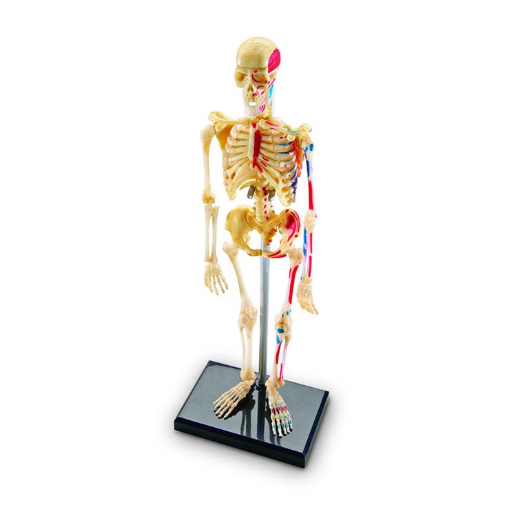 454 views Human Skeleton For Kids ...