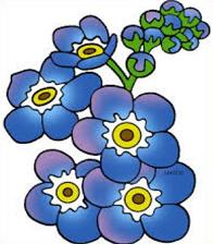 Free Forget-me-not Clipart