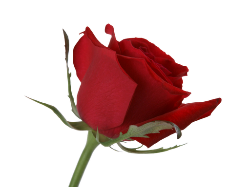 Hd Rose Flower Png - ClipArt Best