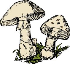 Mushroom clipart, Search and Google