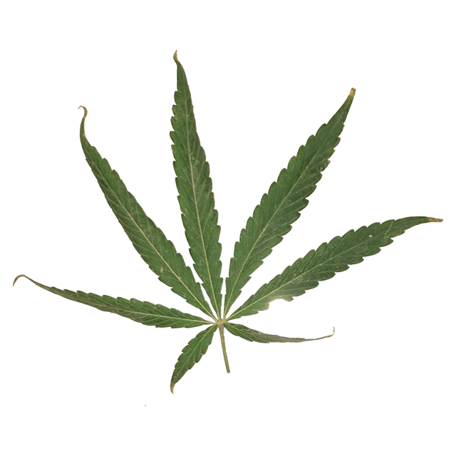 clipart cannabis leaf - photo #47