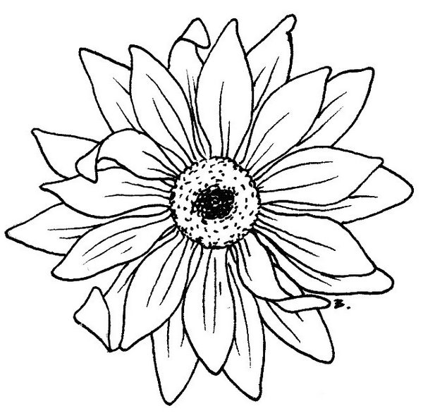Featured image of post Outline Sunflower Drawing Template - Find &amp; download free graphic resources for sunflower.