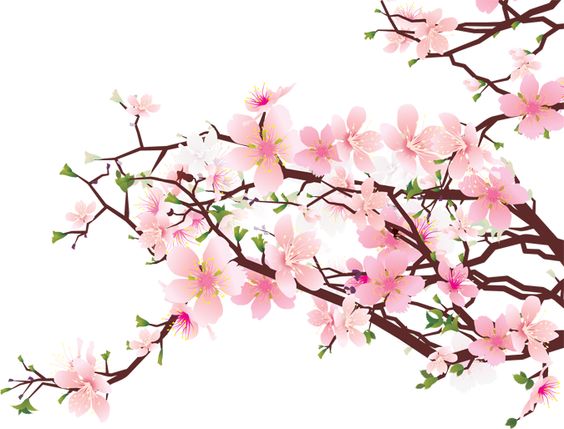 Apple blossoms, Clip art and Cherry blossoms