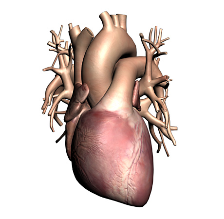 Heart 3D Max Model | Human Anatomy Models