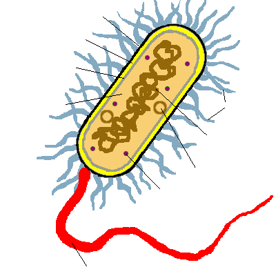 Eukaryotic Cell Without Labels - ClipArt Best