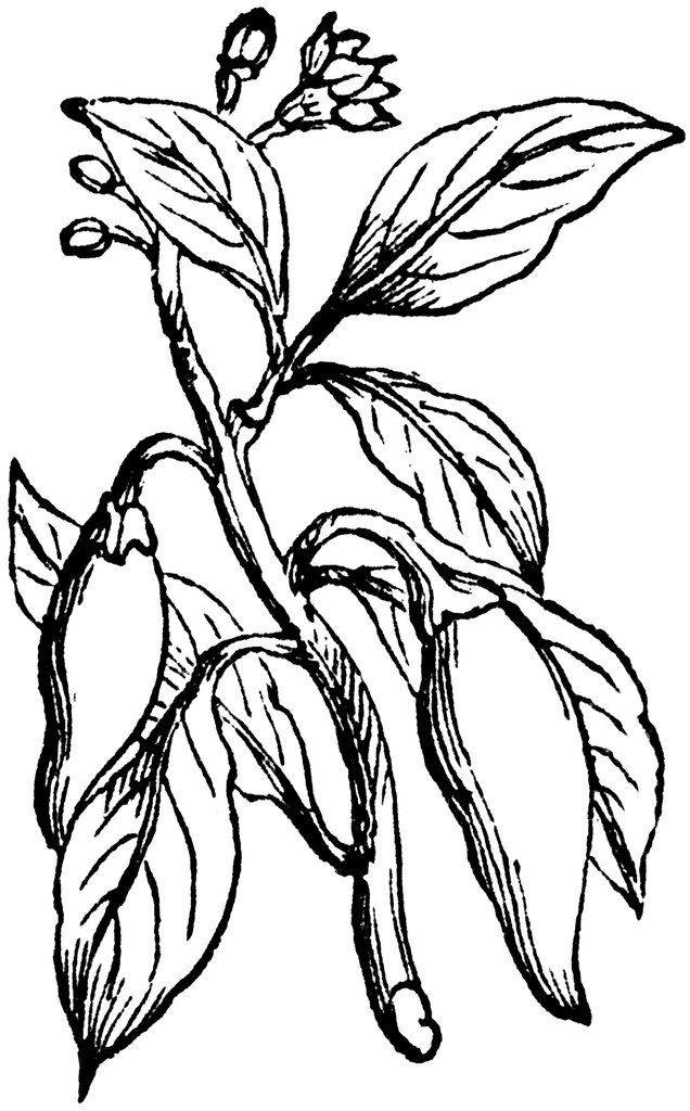 Banana Tree Drawing - ClipArt Best