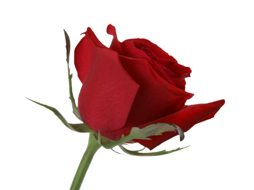 ws rose flower | imraninfo