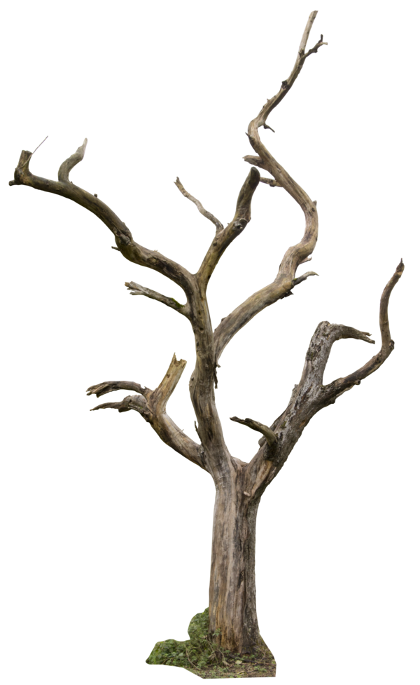 dead tree clipart - photo #11