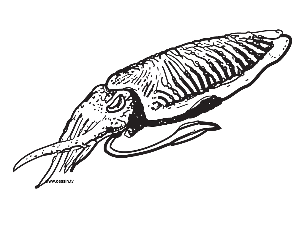 Cuttlefish Drawing - ClipArt Best
