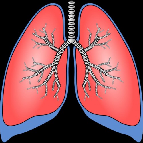 Cartoon Lungs Clip Art - Human Anatomy Body Human Label The Lungs ... -  ClipArt Best - ClipArt Best
