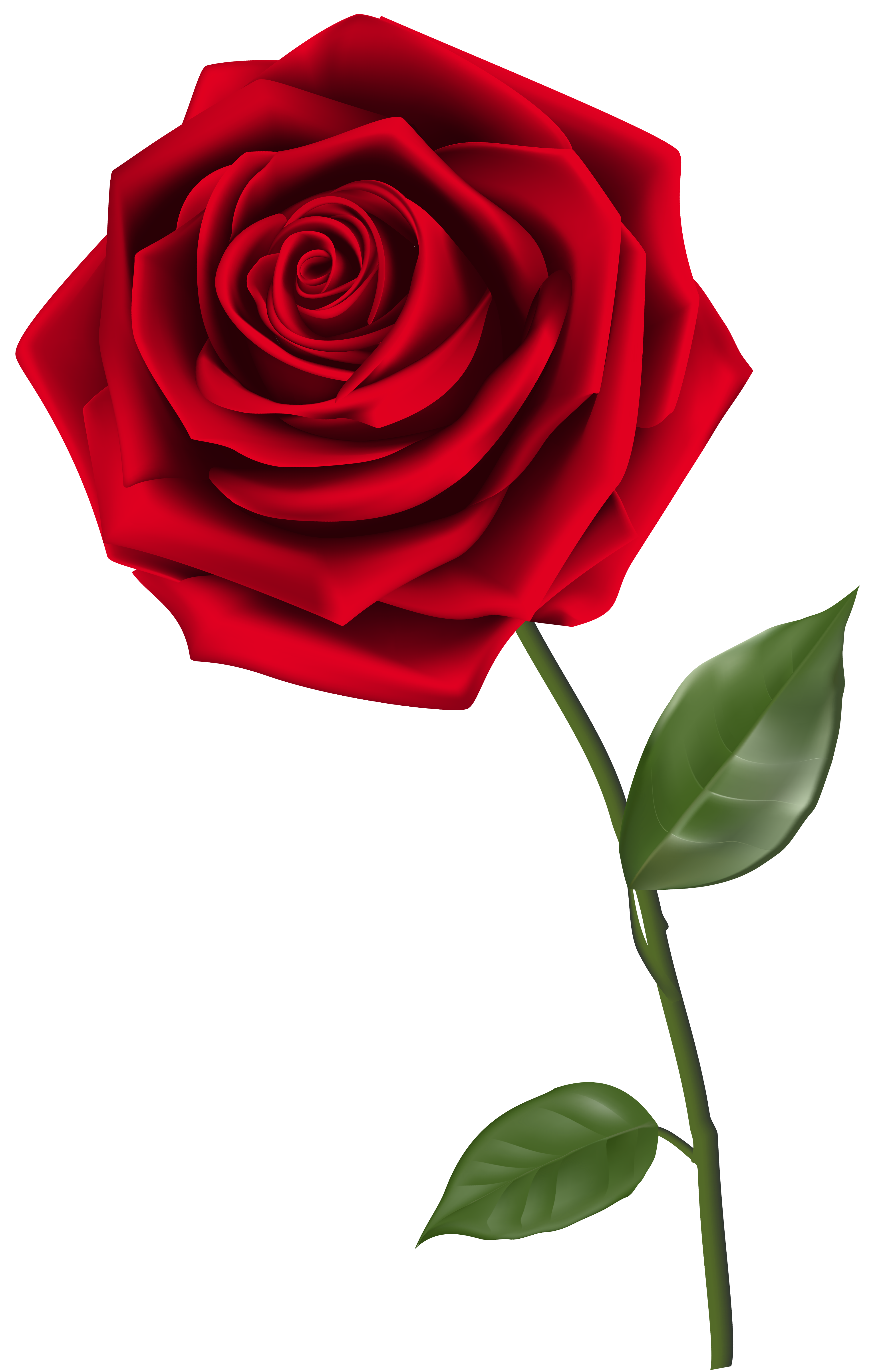 Single Red Rose PNG Clipart Image