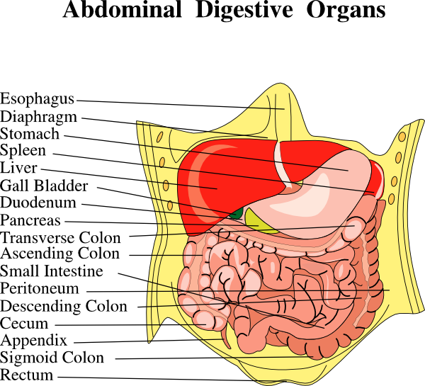 Pictures Of Body Organs