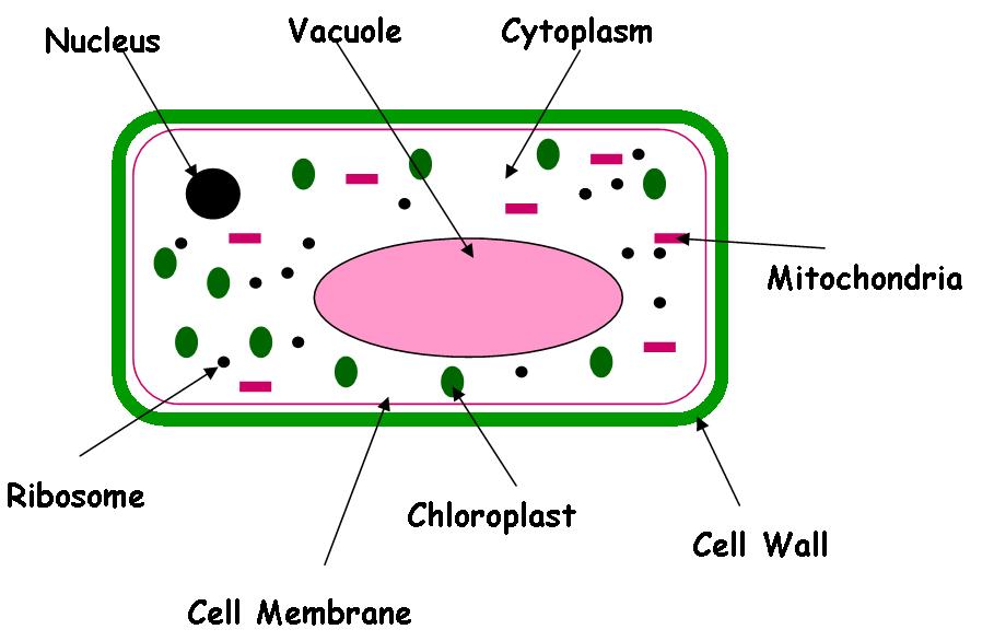 The Information about Animal And Plant Cells