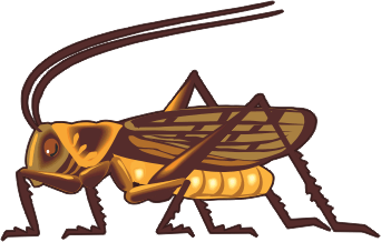 Bug Cricket - ClipArt Best