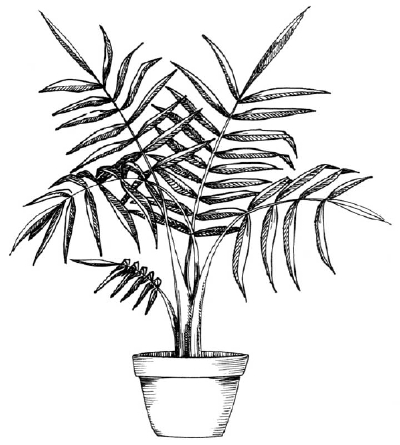 TLC "How to Draw a Palm"