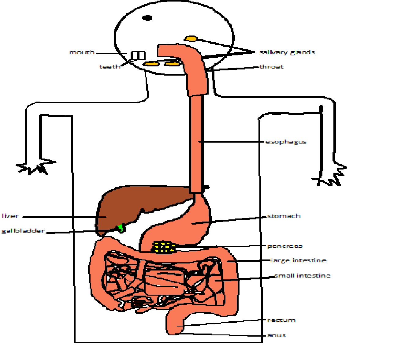 digestive system | The human body.