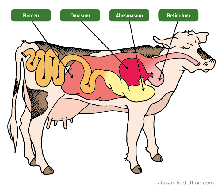 The Cow Digestive System