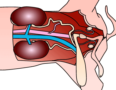Male Reproductive Organs - Virtual Pig Dissection