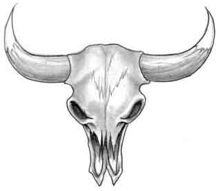 Bull skulls, Skulls and Cowboys