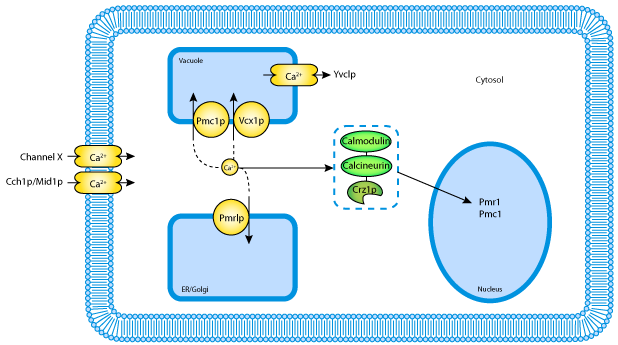 Mathematical modeling of calcium homeostasis in yeast cells ...