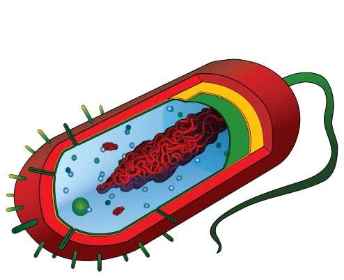 Unlabeled Prokaryotic Cell Diagram & Bacteria Prokaryote Cell Coloring