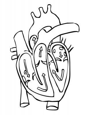 Human Heart Diagram | Heart Diagram ...