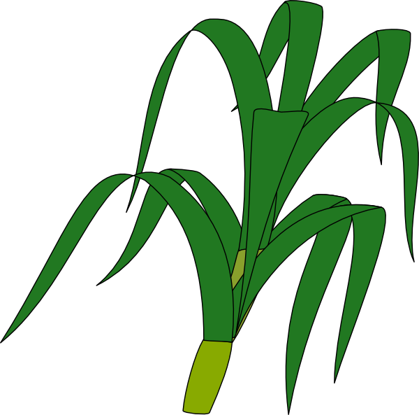 Corn Stalk Clipart