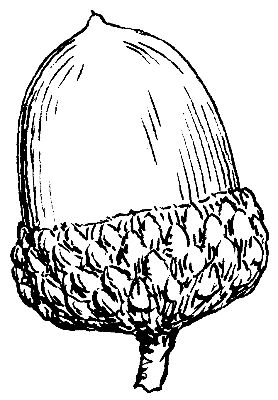 Free black and white acorn clip art