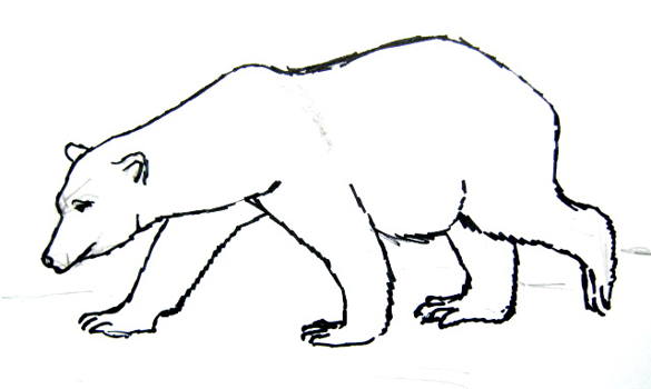 How to draw a Polar Bear