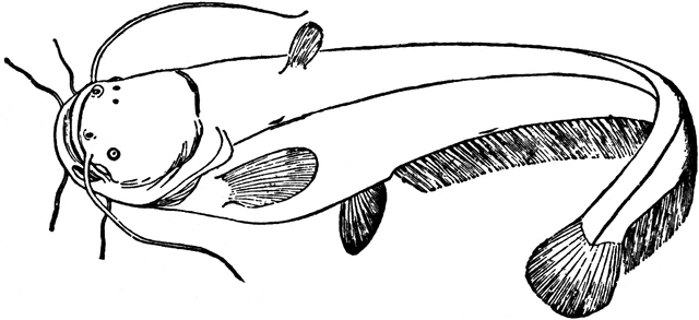 Best Catfish Clip Art #605 - Clipartion.com