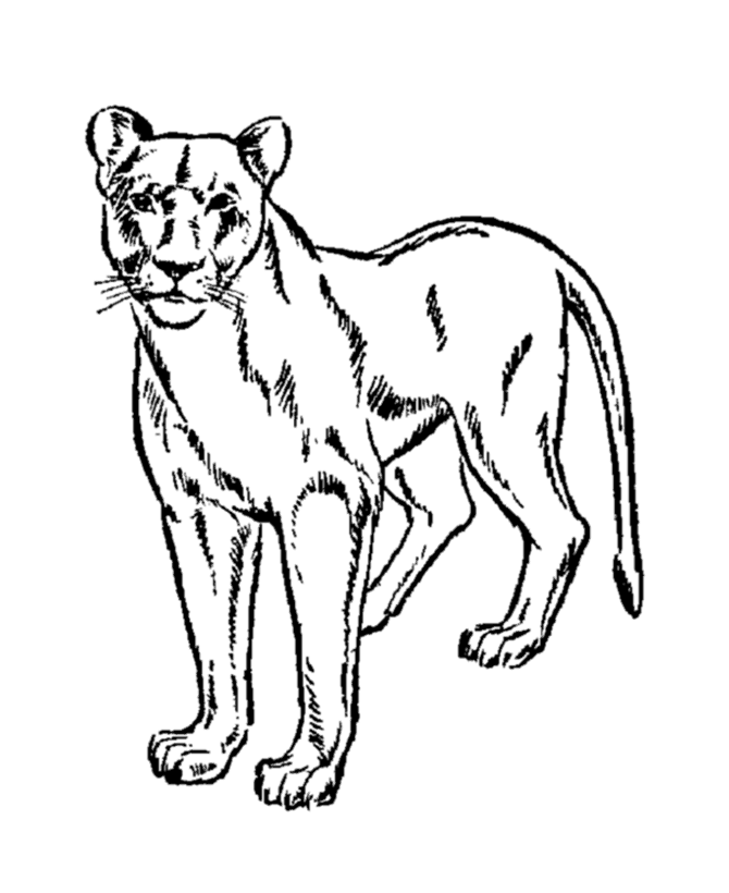 Mountain Lion Coloring Pages Printable | Coloring Pages