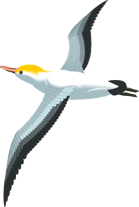 flying-sea-gull-md.png