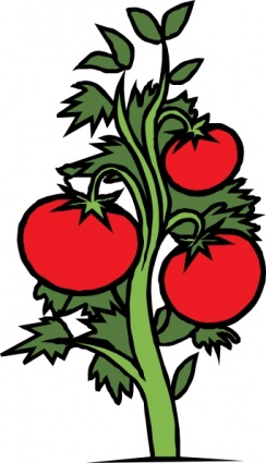 Tomato Plant clip art - Download free Other vectors