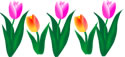 tulips-borderth.jpg