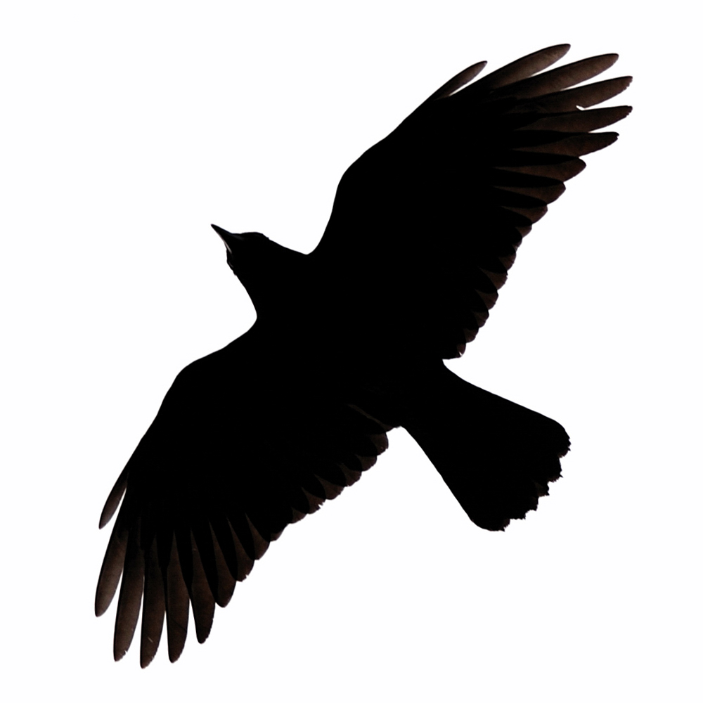 crow-silhouette-clipart-best