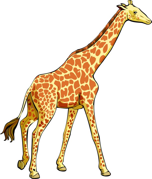 Free Giraffe Images