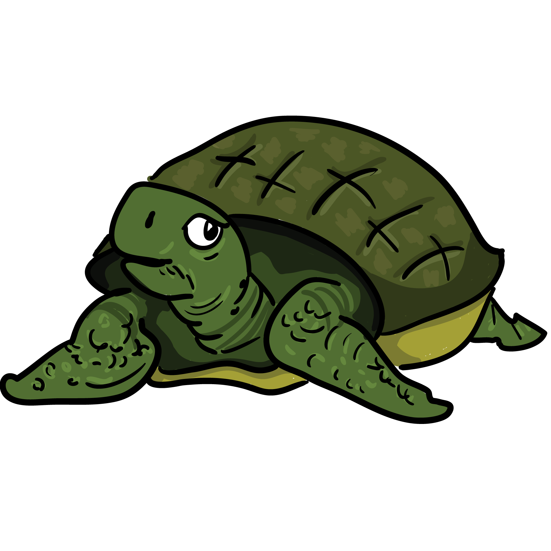 Tortoise clipart png