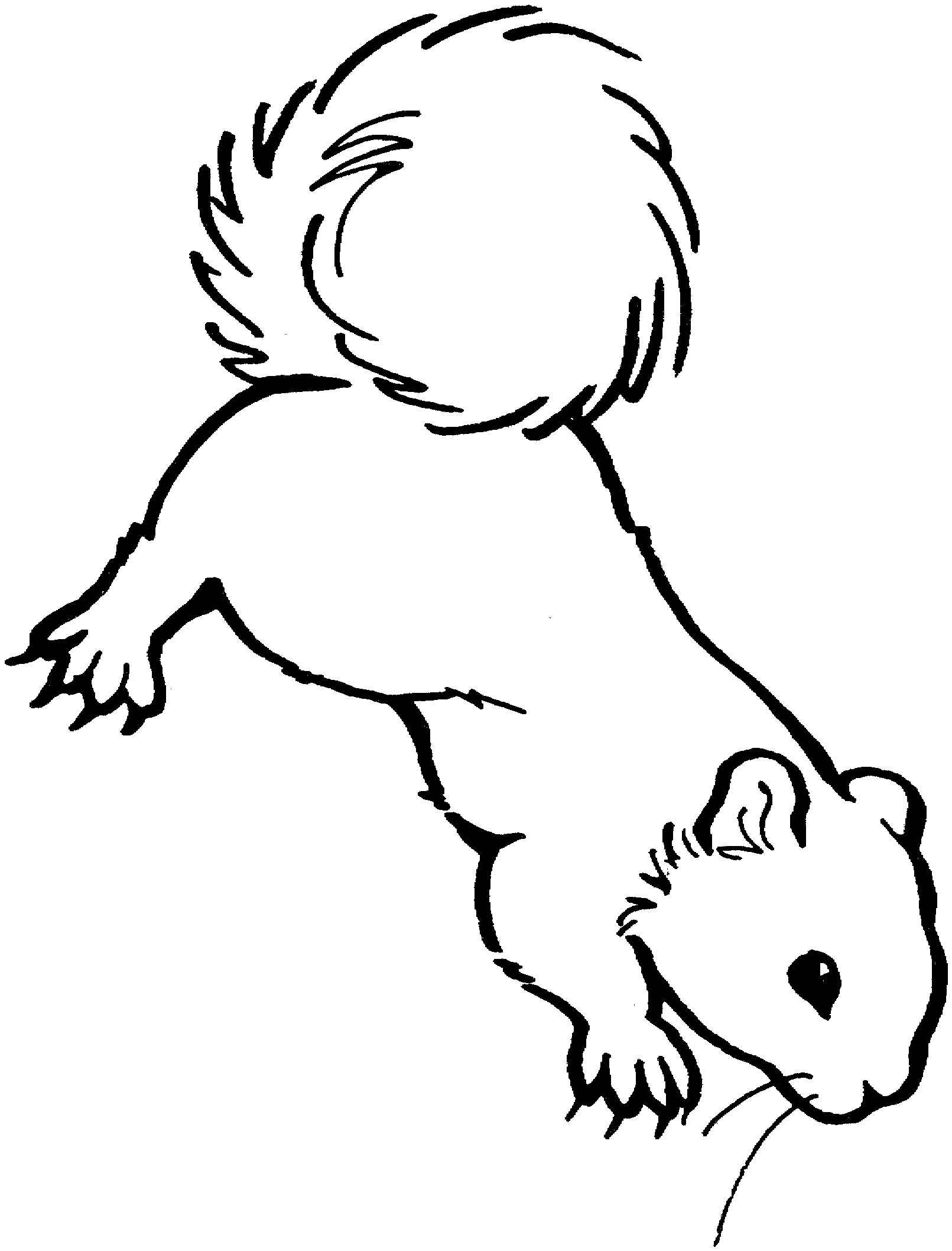 squirrel-template-clipart-best