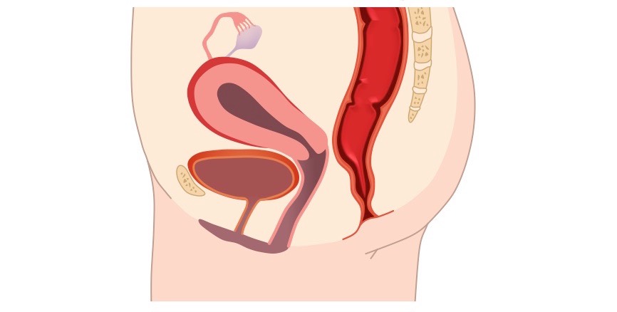 Female Reproductive System | BioNinja