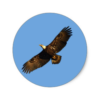 Soaring Eagle Stickers | Zazzle