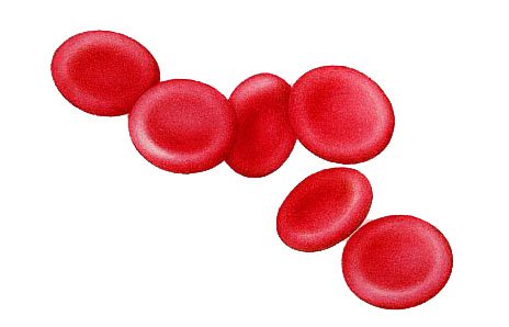 Red blood cells clipart