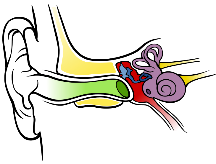 human ear clip art free - photo #31