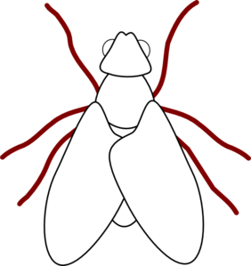 Fly Line Drawing clip art - vector clip art online, royalty free ...