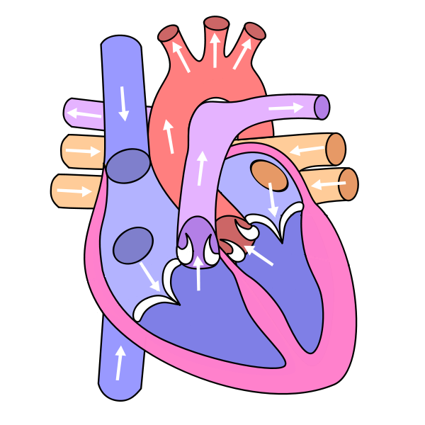 Heart diagram clipart