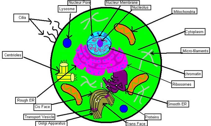 Animal Cell Clipart Labeled