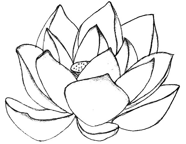 Sacred Lotus Flower Coloring Pages : Batch Coloring