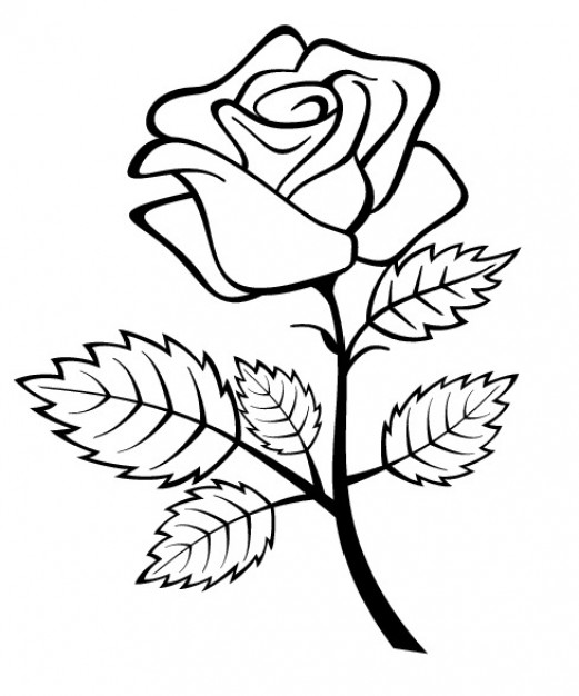 Rose flower with branch and leaves Vector | Free Download